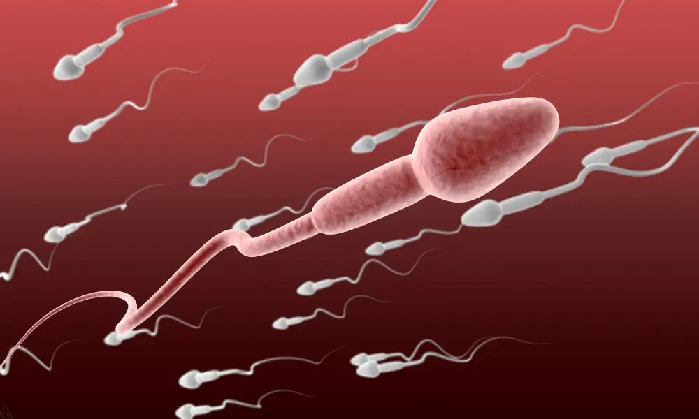 sperma